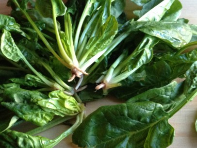 spinach with roots attached