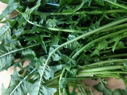 bunches of leafy dandelions, attached at root end